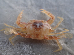 Portunus sayi