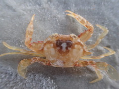 Portunus sayi