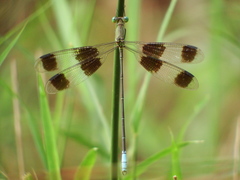Orolestes octomaculatus