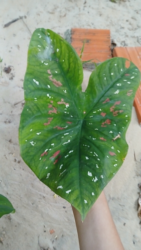Heart of Jesus