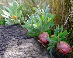 Protea effusa