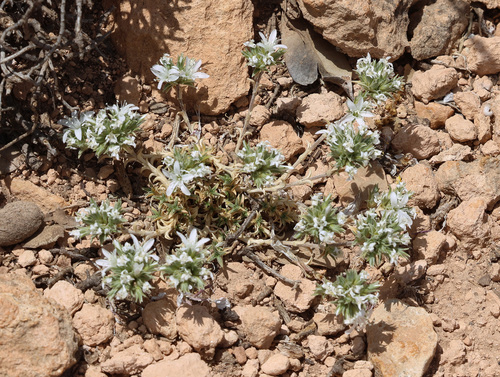 Arenaria armerina, photograph 2