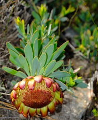 Protea effusa