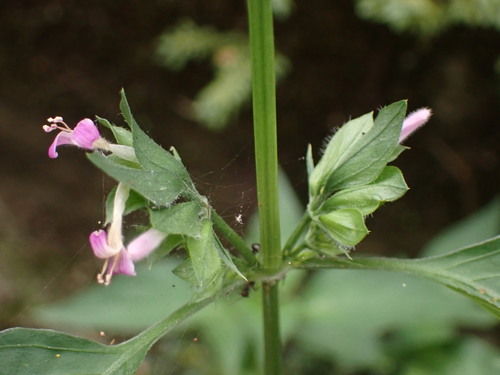 Dicliptera chinensis