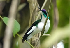 Purple-Crowned Fairy photo 3