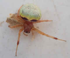 Araneus apricus