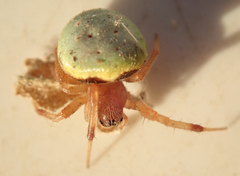 Araneus apricus