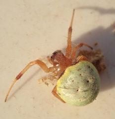 Araneus apricus