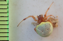 Araneus apricus