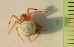 Araneus apricus
