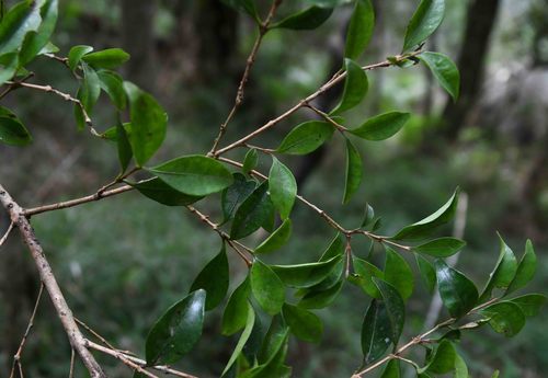 Eugenia zuluensis