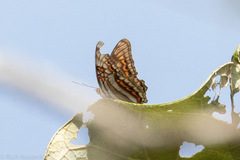 Adelpha seriphia