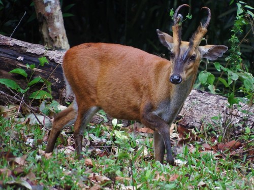 Northern Red Muntjac, photo 6 of 8
