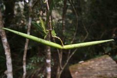 Strophanthus speciosus