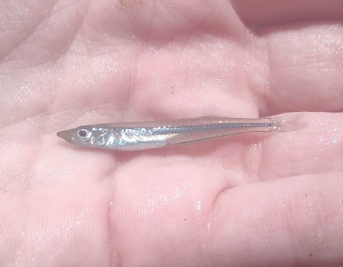 Labidesthes sicculus