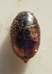 Sphaeridiinae