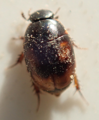 Sphaeridiinae