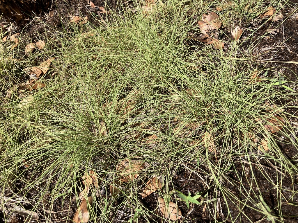 Eleocharis baldwinii; photograph author not stated, no rights reserved