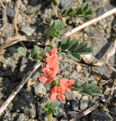 Indigofera linnaei