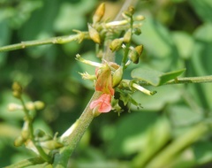 Indigofera tinctoria