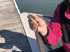 Nerodia sipedon insularum