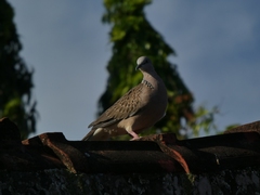 Streptopelia chinensis