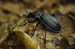 Carabus purpurascens