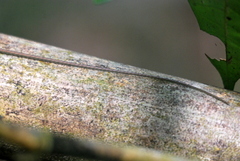 Dendrelaphis haasi