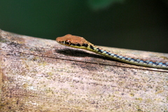 Dendrelaphis haasi