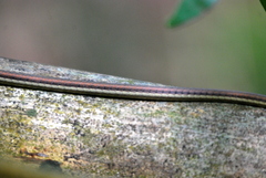 Dendrelaphis haasi