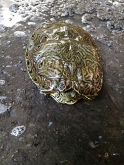 Trachemys venusta cataspila
