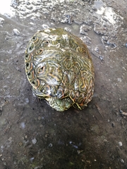 Trachemys venusta cataspila