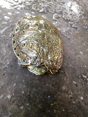 Trachemys venusta cataspila