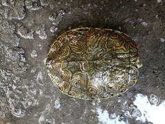 Trachemys venusta cataspila