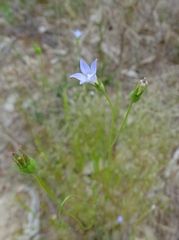 Wahlenbergia gracilenta