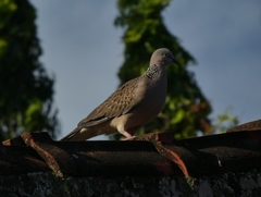 Streptopelia chinensis