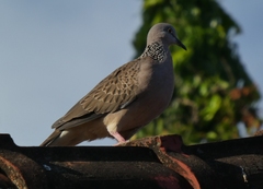 Streptopelia chinensis