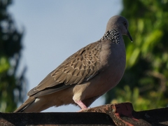 Streptopelia chinensis