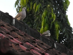 Streptopelia chinensis