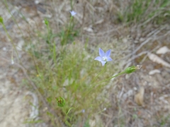 Wahlenbergia gracilenta