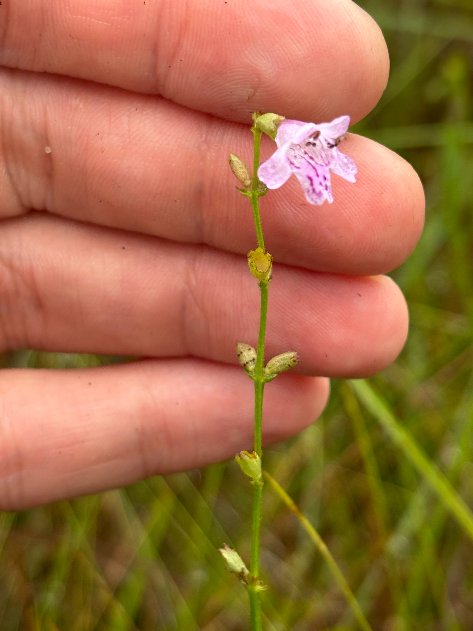 Godfrey's False Dragonhead (Physostegia godfreyi)