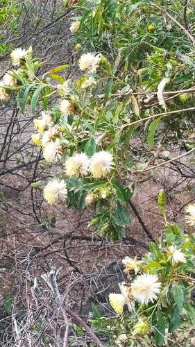 Hyaloseris salicifolia, 2025-07-19