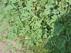 Indigofera tinctoria
