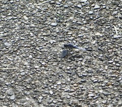 Orthetrum albistylum speciosum