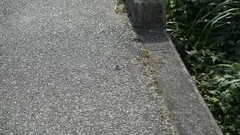 Orthetrum albistylum speciosum