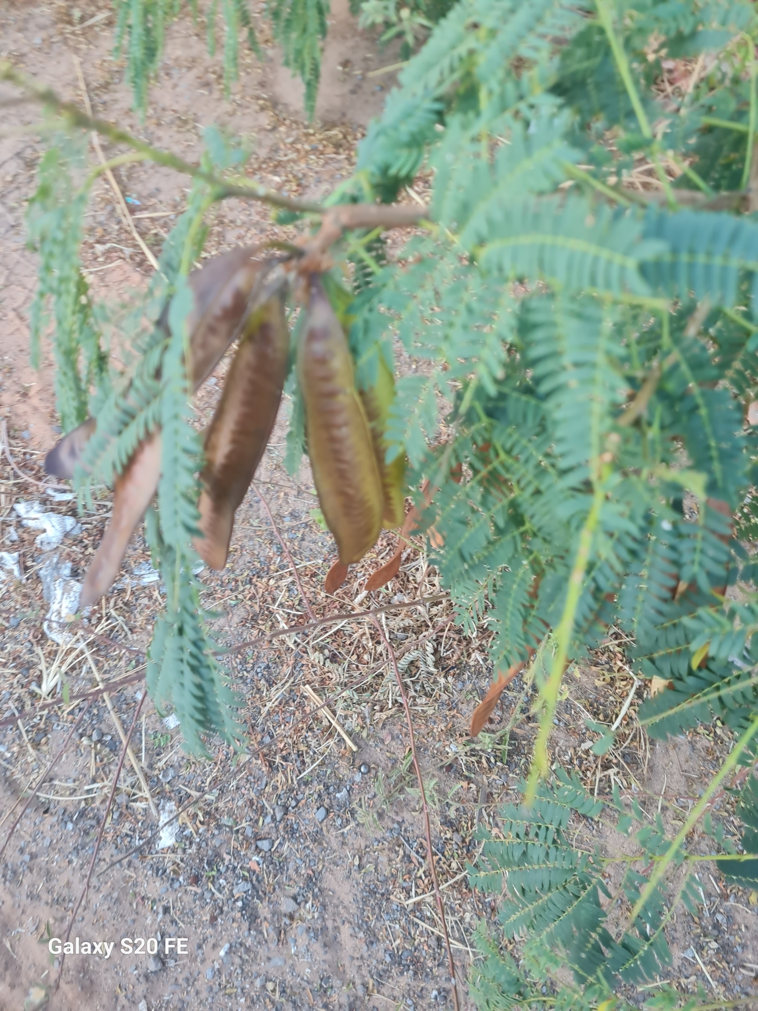 Leucaena leucocephala