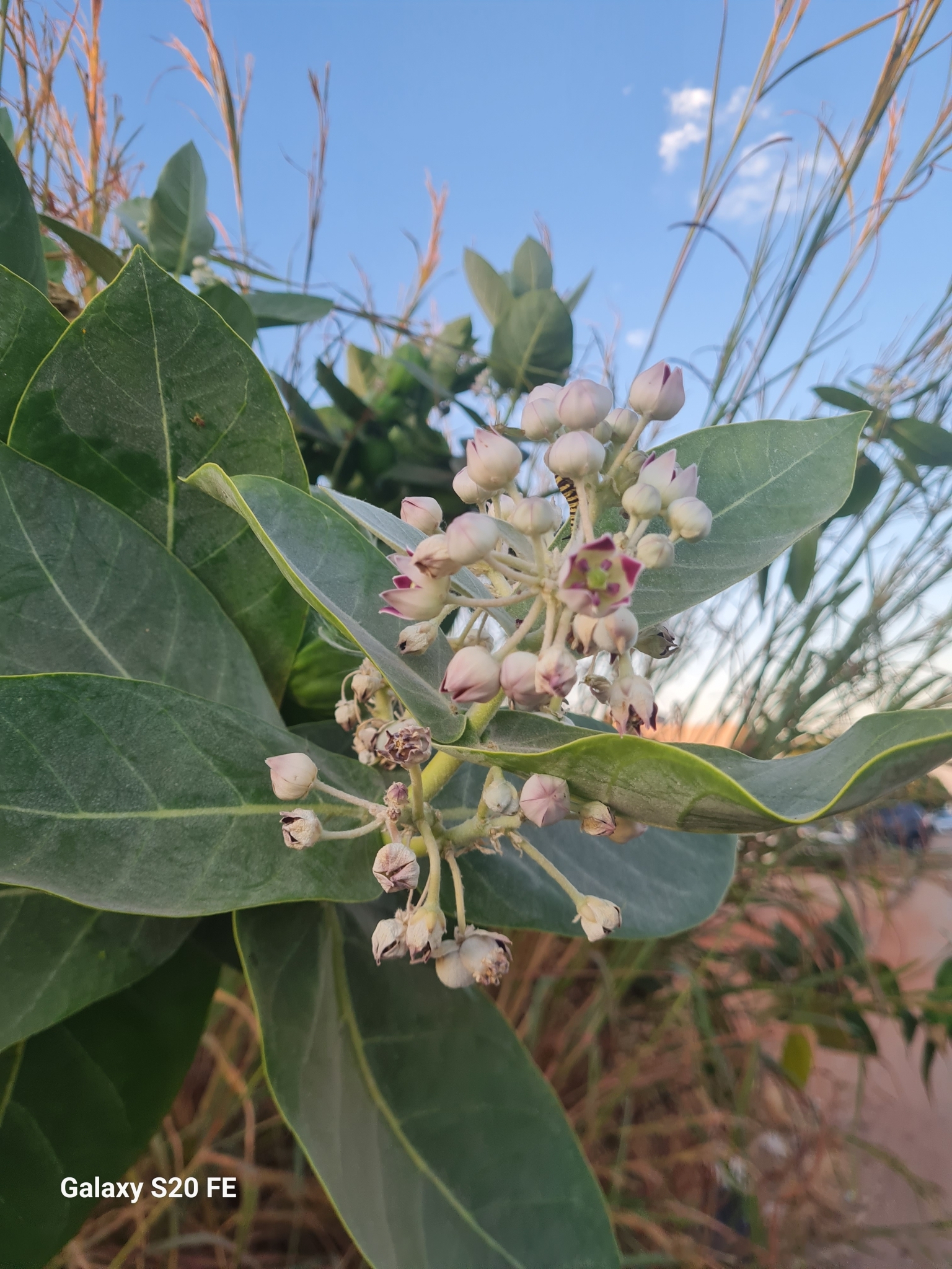 Calotropis procera