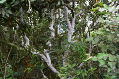 Ochna arborea
