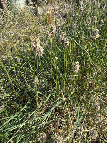 Alpine meadow-foxtail (Alopecurus magellanicus)