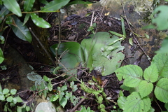 Haemanthus deformis